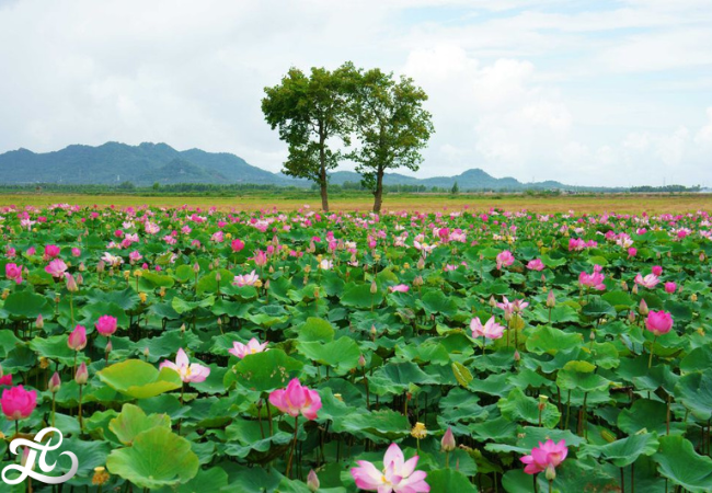 TRANH DÁN TƯỜNG SEN